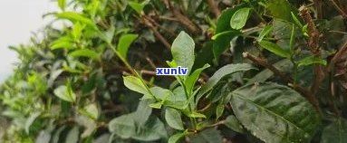 普洱茶果多少钱一个：普洱茶叶多少钱一斤价格