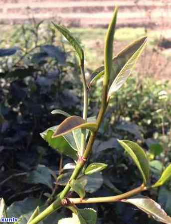 紫天普洱茶价格-紫天普洱茶价格及特点