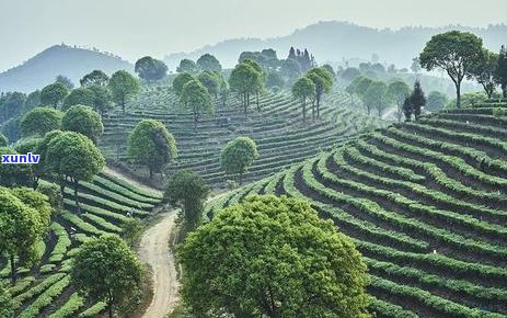 普洱茶的一口料：品味独特的魅力与辨识 *** 