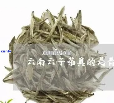 云南云子茶：品质与口感的探究，真的是普洱茶吗？