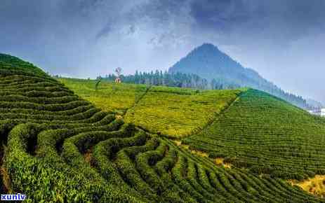 普洱茶倚邦是哪个茶区：2018年倚邦山普洱茶特点与易武关系探讨