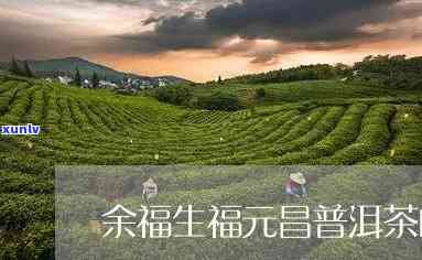 余福生福元号普洱茶-余福生福元普洱茶怎么样