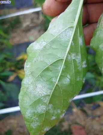 普洱茶包装背面-普洱茶包装背面信息