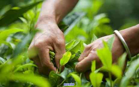 普洱茶是越陈越香么为什么？不能喝的原因以及价格高昂的原因解析。