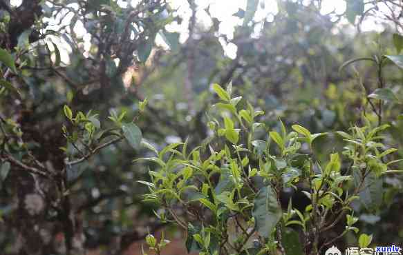 探究景迈普洱茶的多元化香型及其特点