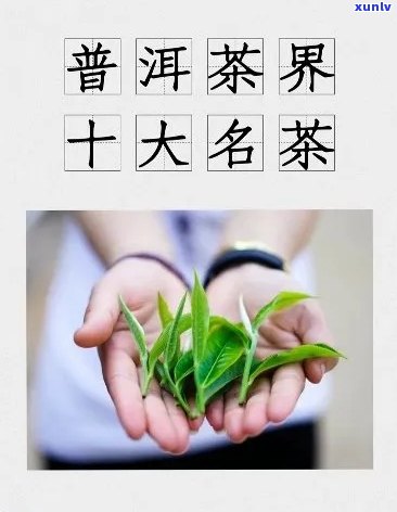 探索野生普洱茶：四个字名字的秘密与选购指南