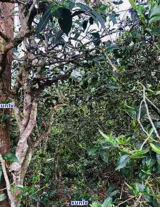 曼岗古树茶特点-邦东曼岗古树茶特点