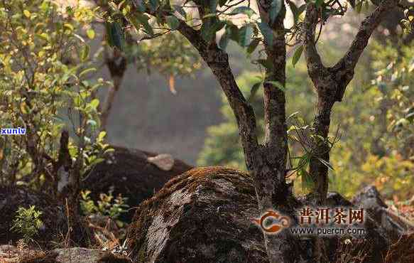 曼岗古树茶特点-邦东曼岗古树茶特点