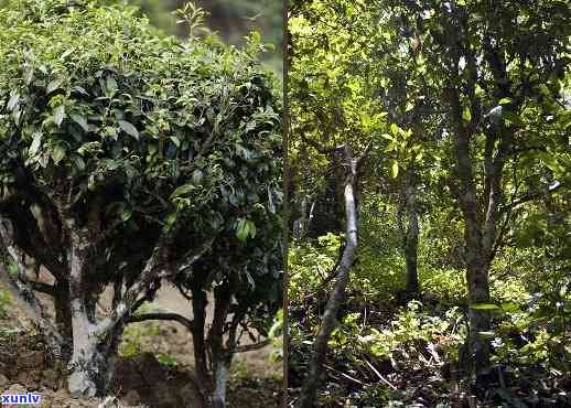 普洱茶山的特色与口感：了解不同茶山的特点及口感，掌握普洱茶山介绍。