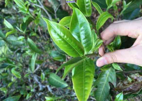 普洱茶与花茶混合泡饮的可行性及口感体验如何？