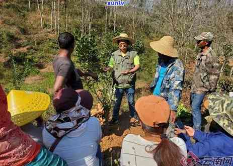 揭秘两位知名主播直播普洱茶的真实购买与品鉴体验