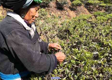 普洱茶饼的冲泡 *** 与饮用量详解，如何才能喝出口感？