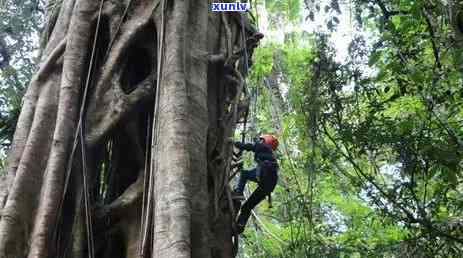 翡翠龙牙：寓意、价值与选购指南，了解这些才能真正掌握它