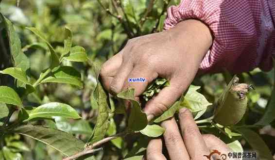 普洱茶一年采摘几次？云南普洱茶的采摘次数是什么？