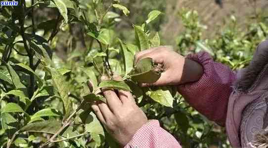 云南普洱茶的采摘节和次数，以及如何判断茶叶是否新？