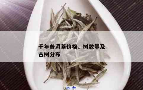 千年古树普洱茶价位