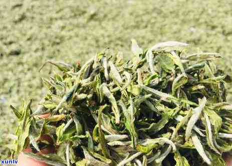 品质普洱茶叶选购指南：从茶树品种到泡法全方位解析