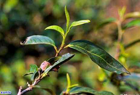 易武麻黑茶：一种普洱茶的全面解析及其品质、特点与功效