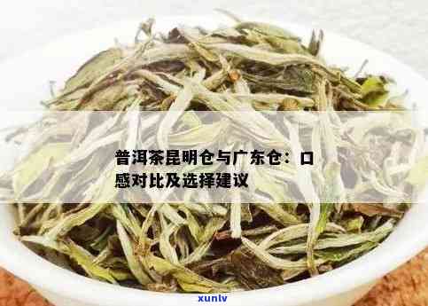 昆明广东普洱茶仓对比：云南原产地的普洱茶区别探究