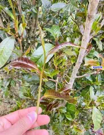 普洱茶的紫芽与紫鹃：哪个更适合品饮？对比分析及选购建议