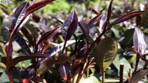 普洱茶紫芽与紫鹃是否相同及可饮用性：探究普洱茶紫芽与紫鹃的区别