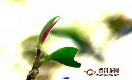 普洱茶紫芽与紫鹃是否相同及可饮用性：探究普洱茶紫芽与紫鹃的区别