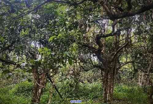 普洱茶古树是多少年