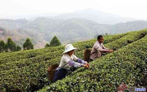 贵州普洱茶乡：探寻中国茶文化的瑰宝与茶叶产业的发展现状