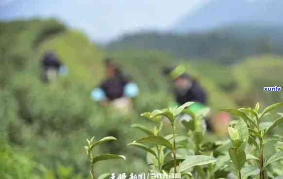 榕江县有机青白茶：源自高山原生态基地的纯正口感