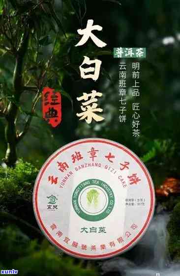 普洱茶大白菜是什么意思-普洱茶大白菜是什么意思啊