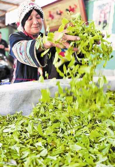 千年普洱古树茶功效和作用：特点口感与禁忌详解