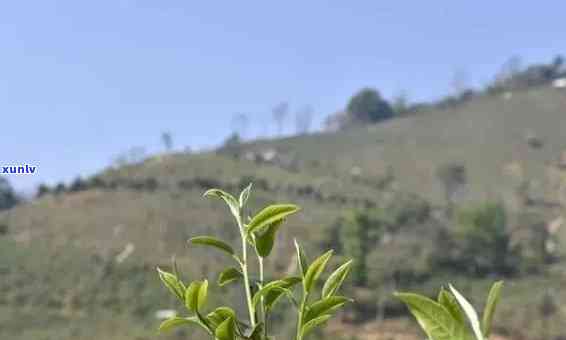 哀劳山普洱茶好喝吗？其特点是什么？