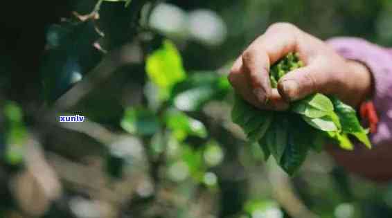 古树普洱茶：哀牢山独特口感下的特点探究