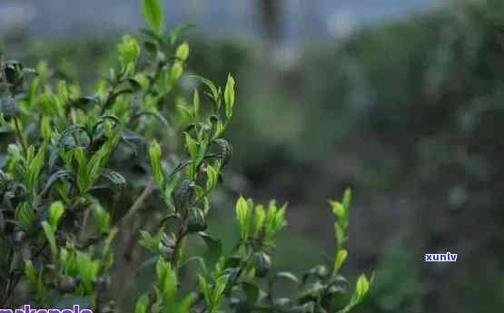 普洱明前茶的独特魅力与八大优点：了解其品质与价值