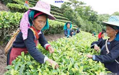 六大茶山茶厂简介：官网、茶业及茶叶品质解析