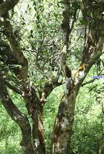 麻河古茶林普洱茶：口感细腻，独特魅力尽显