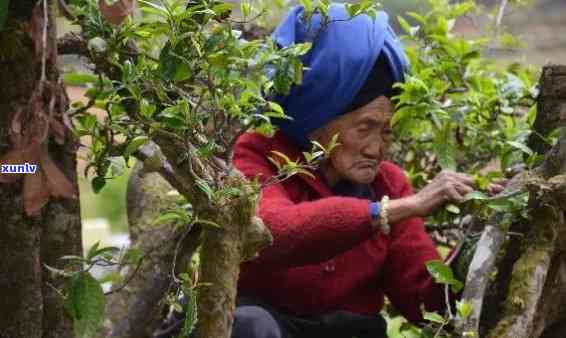 古树普洱茶老年人喝