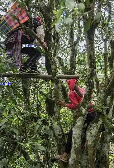 古树普洱茶老年人喝