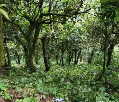 浙江特色普洱茶产区之旅：一场寻味茶叶文化的探索