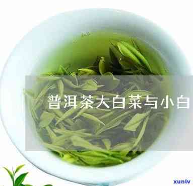 普洱茶小白菜大白菜哪个好？普洱茶中的这两者的区别与由来解析