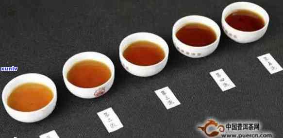 风号普洱茶：品质与口感如何？红茶表现如何？