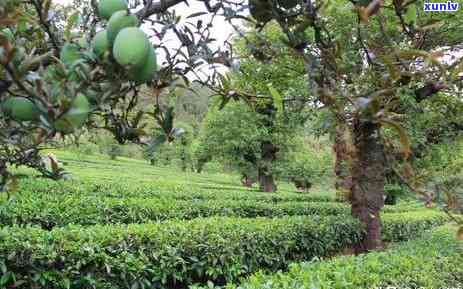 熟茶普洱茶价格表与500克价格：了解龙润茶的最新报价