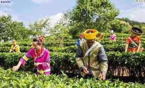 云南勐海曼恩茶园：优质普洱茶的生产天堂