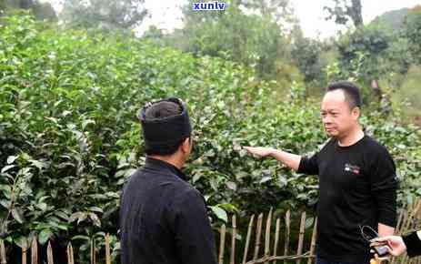 云南普洱茶村寨大名榜：探寻十大茶乡，品味地道普洱茶文化