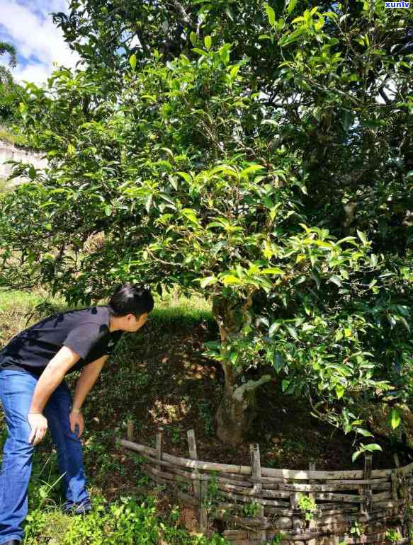 揭秘 *** 普洱茶的过程：一斤茶叶需要多少叶才合适？