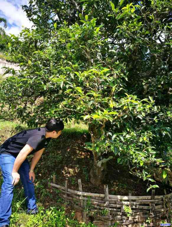 揭秘 *** 普洱茶的过程：一斤茶叶需要多少叶才合适？