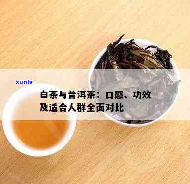 普洱茶与白茶：两种茶叶的搭配饮用 *** 和功效对比