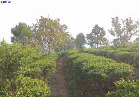 四川地区种植普洱茶的条件和产量：全面了解四川种植普洱茶的情况