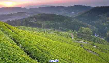 四川地区种植普洱茶的条件和产量：全面了解四川种植普洱茶的情况