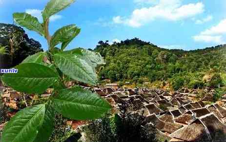 探究普洱茶中的独特八角香料成分及其味道形成原因